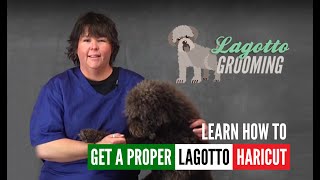 Lagotto Romagnolo Dog Grooming Intro Guide Video Sample [upl. by Rimola]