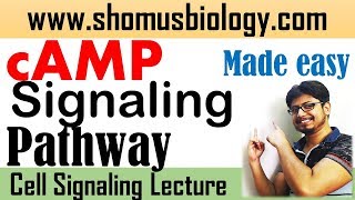 cAMP signaling pathway  cyclic AMP pathway made easy [upl. by Eessac]