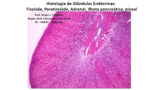 Histologia de Glândulas Endócrinas tireoide paratireoide adrenal ilhota pancreática e pineal [upl. by Jelle765]