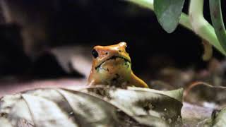 Orange phyllobates terribilis Calling [upl. by Esiahc]