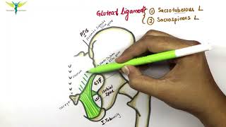 Gluteal ligaments  Sacrospinous and Sacrotuberous ligament  Anatomy  Knowing anatomy [upl. by Enomys]