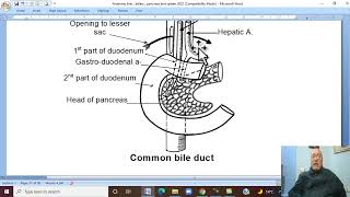 Anatomy GIT Module in Arabic 32  Extrahepatic BIlliary Passage   by Dr Wahdan [upl. by Ok]