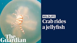 Hitchhikingcrab takes a ride on a jellyfish [upl. by Htebarual745]