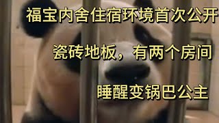 202473福宝内舍住宿环境公开，徐奶爸还与福宝进行日常唠叨！panda animals [upl. by Thatcher]