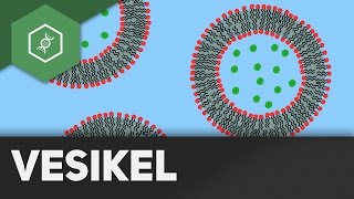 Vesikel [upl. by Plossl]