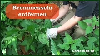 Brennnessel entfernen und nutzen [upl. by Bendick]