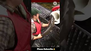 How a Salmon Cannon works shorts facts newfacts trending [upl. by Wootan]