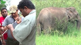 How wildlife officers shoot elephants with tranquilizer guns for treatments [upl. by Hgielrahc]