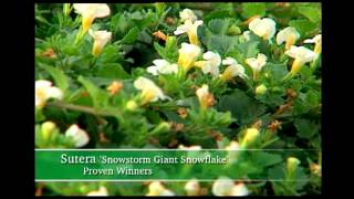 Proven Winners® Gardener Channel Proven Winners® Snowstorm® Giant Snowflake Sutera [upl. by Eekram]