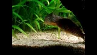 reproduction du corydoras sterbai [upl. by Ogirdor]