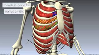 Muscles of the Thoracic Wall  3D Anatomy Tutorial [upl. by Wolff]