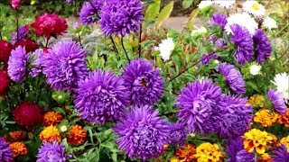 How to Grow Asters from Seed [upl. by Enail]