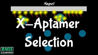 XAptamer Selection Process  Bead Based Selection Of XAptamers  SELEX Selection Alternative [upl. by Nevile776]