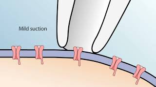 The Patch Clamp Method [upl. by Smoht753]