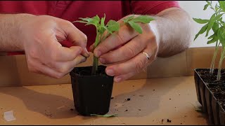 Grafting tomato plants [upl. by Yelram562]