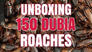 UNBOXING 150 Dubia Roaches [upl. by Tadich]