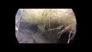 anguilleperches tanchepoisson chat 1ere partie plongée gopro hero2 bambounolo [upl. by Einad]