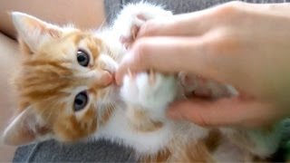 Cute fluffy little kitten is playing with my hand [upl. by Atterbury]