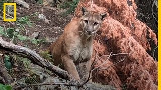 15 ÉXITOS DE Jose Luis Rodriguez EL PUMA [upl. by Annanhoj]