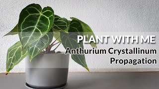 Anthurium Crystallinum Propagation [upl. by Ettenyar]