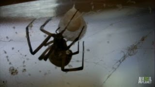 Brown Widow Spiders Invade  Infested [upl. by Juan]