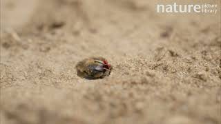 Poppy bee emerges from its nest hole and then lines its nest with a piece of Common poppy [upl. by Fifine831]