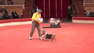 Yakuboskieru DogShow Clown with dogs Moscow Circus Клоун с собачками [upl. by Corrinne811]