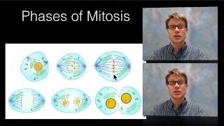 Phases of Mitosis [upl. by Atlante]