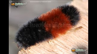 Banded Woolly Bear Caterpillar [upl. by Putnam267]