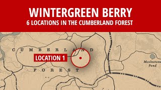 6 Wintergreen Berry Locations in Cumberland Forest [upl. by Renell758]