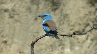 Birding Bulgaria 2016 [upl. by Cohbert598]