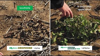 Find out how Nufarm DROPZONE compares in our Toowoomba Field Demonstration [upl. by Esyahc178]