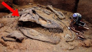 Most AMAZING Fossil Discoveries Ever [upl. by Lielos479]