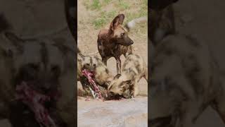 Wild dog painted wolf feeding pups shorts [upl. by Florie]