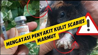 Mengatasi Penyakit Scabies Kutu dan Cacing pada Marmut [upl. by Arret]