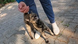 Incredibly cute trilling tortoiseshell cat is very hungry [upl. by Llertnek]