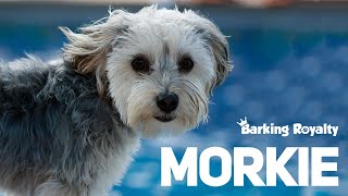 Morkie  The Ultimate Guide to Maltese and Yorkie Crossbreed [upl. by Kimball161]