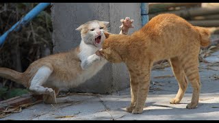 Funny Cats Fighting [upl. by Phillip399]