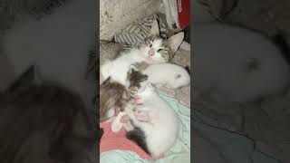 gatos bebes gatos youtubeshorts algoritmoyoutube [upl. by Jaffe]