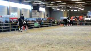 Fries paard in galop Paardentipscom [upl. by Maudie]