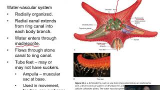 BIOL 1407 Lecture 34 Deuterostomes 341 to 345 [upl. by Lemcke271]