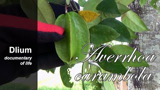 Star fruit Averrhoa carambola  part 1 [upl. by Llenrod37]