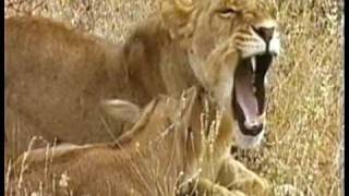 MUST WATCH A Lioness Adopts a baby antelope A short documentary that will open your eyes [upl. by Garland866]