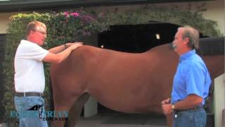 Learn How to Recognize and Treat Horse Back Pain [upl. by Brockwell]