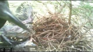 Crow attacks Mourning Dove nest and kills babies [upl. by Milissent553]