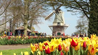 Best of Keukenhof 2021  4K [upl. by Jaquith]