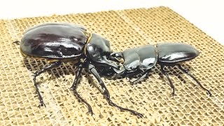 【昆虫バトル】レックスゾウカブト VS グランディスオオクワガタ Megasoma rex VS Dorcus grandis【たっカブ】 [upl. by Tuorah977]