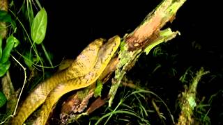 Invasive Brown Treesnakes on Guam [upl. by Azenav]