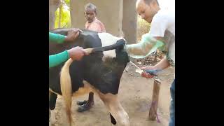 Treatment of Uterus Infection Of a Cow Pyometra [upl. by Nitsreik]