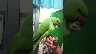 Hand feeding the parrot is way of taming them ringneckparrot parrot pets petcare pets pet [upl. by Wyn]